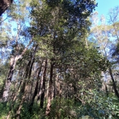 Syncarpia glomulifera subsp. glomulifera at Jerrawangala, NSW - 20 May 2023