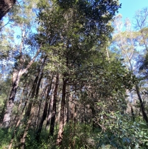 Syncarpia glomulifera subsp. glomulifera at Jerrawangala, NSW - 20 May 2023