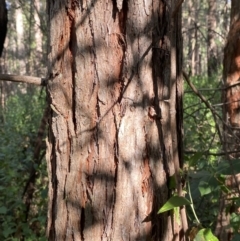 Syncarpia glomulifera subsp. glomulifera at Jerrawangala, NSW - 20 May 2023