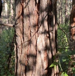 Syncarpia glomulifera subsp. glomulifera at Jerrawangala, NSW - 20 May 2023