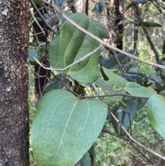 Smilax australis (Barbed-Wire Vine) at Jerrawangala National Park - 20 May 2023 by Tapirlord