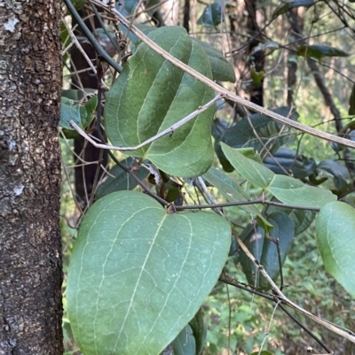 Smilax australis (Barbed-Wire Vine) at Jerrawangala National Park - 20 May 2023 by Tapirlord
