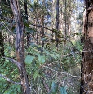 Smilax australis at Jerrawangala, NSW - 20 May 2023
