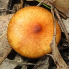 Unidentified Cap on a stem; gills below cap [mushrooms or mushroom-like] at Stromlo, ACT - 13 Jun 2023 by Christine