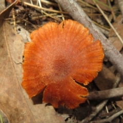 Unidentified Cap on a stem; gills below cap [mushrooms or mushroom-like] at Stromlo, ACT - 13 Jun 2023 by Christine