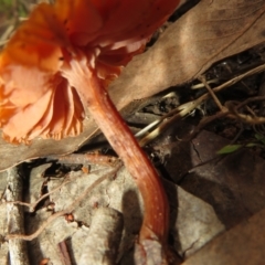 Laccaria sp. at Stromlo, ACT - 13 Jun 2023