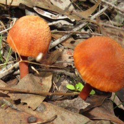 Laccaria sp. (Laccaria) at Block 402 - 13 Jun 2023 by Christine