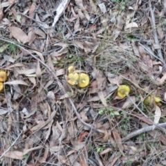 Cortinarius austrovenetus (Green Skinhead) at Block 402 - 13 Jun 2023 by Christine