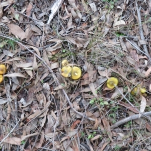 Cortinarius austrovenetus at Stromlo, ACT - 13 Jun 2023 02:16 PM