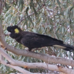 Zanda funerea (Yellow-tailed Black-Cockatoo) at Block 402 - 13 Jun 2023 by Christine