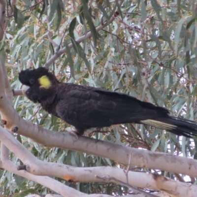 Zanda funerea (Yellow-tailed Black-Cockatoo) at Block 402 - 13 Jun 2023 by Christine