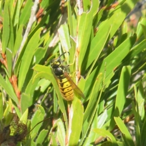 Vespula germanica at Casey, ACT - 16 Jun 2023