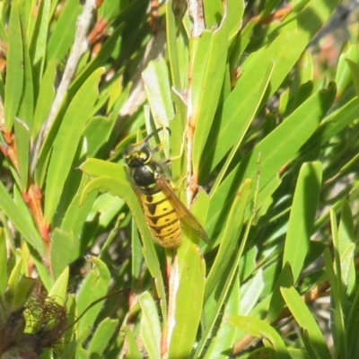 Vespula germanica (European Wasp, German Yellowjacket Wasp) at Casey, ACT - 16 Jun 2023 by Christine
