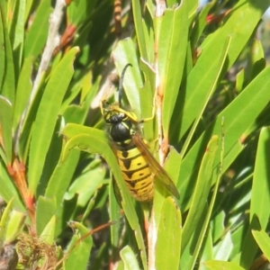 Vespula germanica at Casey, ACT - 16 Jun 2023