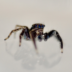 Jotus sp. (genus) (Unidentified Jotus Jumping Spider) at Florey, ACT - 3 Jun 2023 by KorinneM