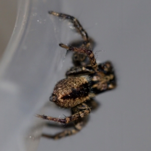 Jotus sp. (genus) at Florey, ACT - suppressed