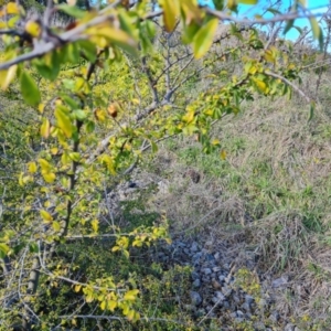 Ulmus parvifolia at Garran, ACT - 17 Jun 2023