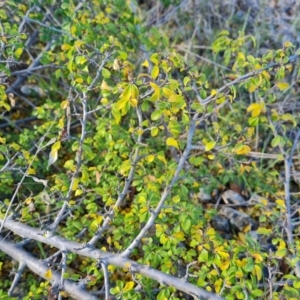 Ulmus parvifolia at Garran, ACT - 17 Jun 2023