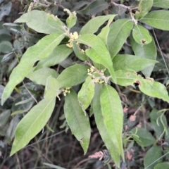 Notelaea longifolia f. longifolia (Mock Olive) at Swanhaven, NSW - 12 Jun 2023 by plants