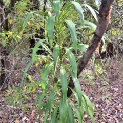 Cordyline stricta (Narrow-leaved Palm Lily) at Swanhaven, NSW - 12 Jun 2023 by plants