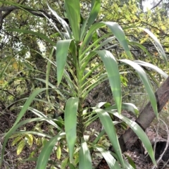 Cordyline stricta at Swanhaven, NSW - 12 Jun 2023 01:30 AM