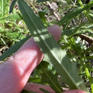 Senecio hispidulus at Kangaroo Valley, NSW - suppressed