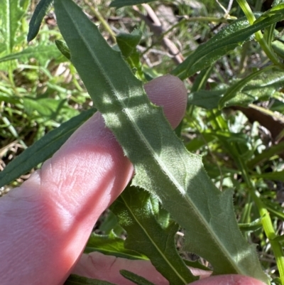 Senecio hispidulus (Hill Fireweed) at Kangaroo Valley, NSW - 17 Jun 2023 by lbradley