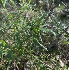 Senecio hispidulus at Kangaroo Valley, NSW - suppressed