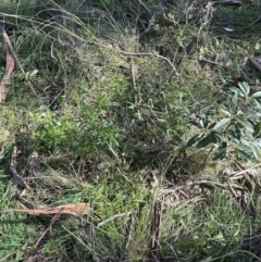 Senecio hispidulus at Kangaroo Valley, NSW - suppressed