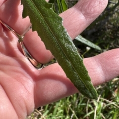 Senecio hispidulus at Kangaroo Valley, NSW - suppressed