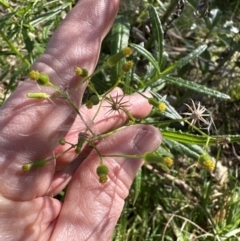 Senecio hispidulus at Kangaroo Valley, NSW - 17 Jun 2023