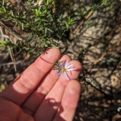 Olearia tenuifolia (Narrow-leaved Daisybush) at Mount Majura - 17 Jun 2023 by WalterEgo