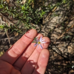 Olearia tenuifolia at Watson, ACT - 17 Jun 2023