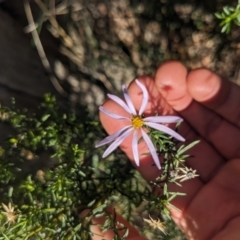 Olearia tenuifolia at Watson, ACT - 17 Jun 2023