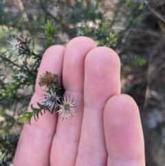 Olearia tenuifolia at Watson, ACT - 17 Jun 2023