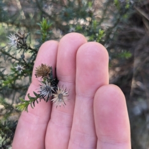 Olearia tenuifolia at Watson, ACT - 17 Jun 2023