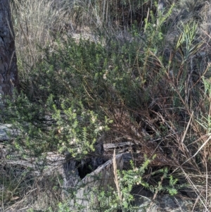 Olearia tenuifolia at Watson, ACT - 17 Jun 2023