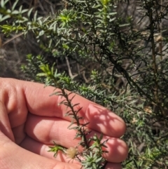 Olearia tenuifolia at Watson, ACT - 17 Jun 2023