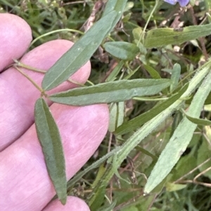 Glycine sp. at Kangaroo Valley, NSW - suppressed