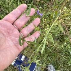 Glycine sp. at Kangaroo Valley, NSW - suppressed