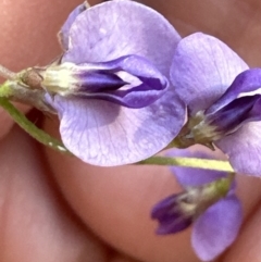 Glycine sp. at Kangaroo Valley, NSW - suppressed