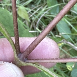 Sigesbeckia orientalis at Kangaroo Valley, NSW - suppressed