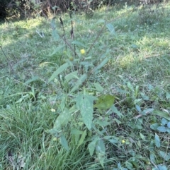 Sigesbeckia orientalis at Kangaroo Valley, NSW - suppressed