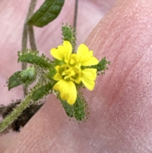 Sigesbeckia orientalis at Kangaroo Valley, NSW - suppressed