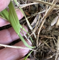 Ehrharta erecta (Panic Veldtgrass) at Kangaroo Valley, NSW - 17 Jun 2023 by lbradley