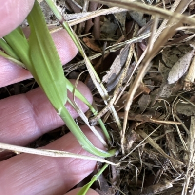 Ehrharta erecta (Panic Veldtgrass) at Kangaroo Valley, NSW - 17 Jun 2023 by lbradley