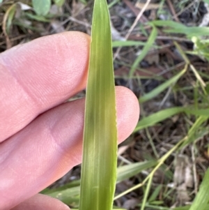 Ehrharta erecta at Kangaroo Valley, NSW - suppressed
