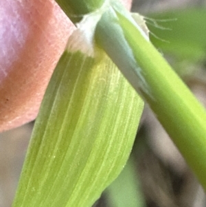 Ehrharta erecta at Kangaroo Valley, NSW - suppressed