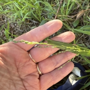 Ehrharta erecta at Kangaroo Valley, NSW - suppressed
