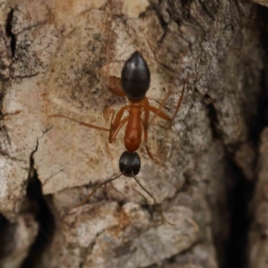 Camponotus sp. (genus) at Turner, ACT - 6 Apr 2023